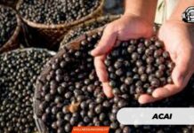 Acai: The Berry That Transforms Your Health Acai