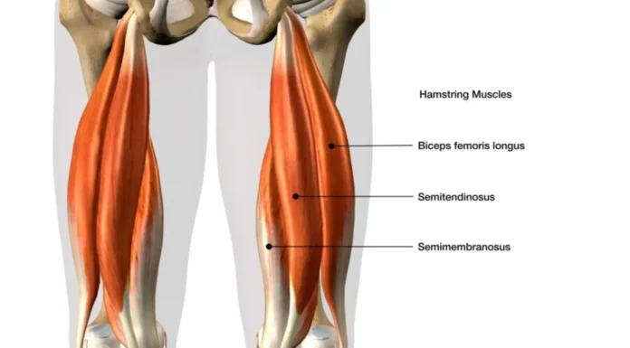 Mastering Hamstring Exercises: A Comprehensive Guide Hamstring-Exercises