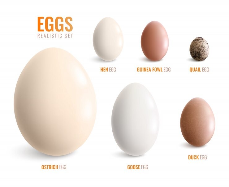 Different-Egg-Types